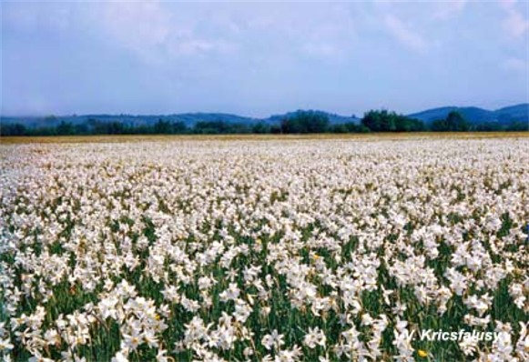 Image - The Narcissus Valley in the Carpathian Biosphere Reserve.